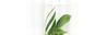Logo GreenYoga Madrid